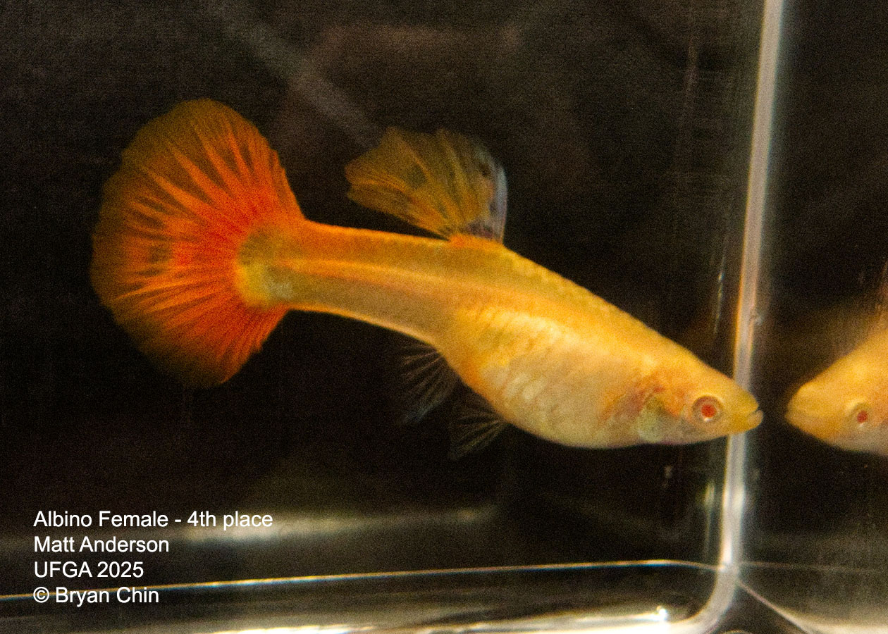 Guppy Female  Albino Red
